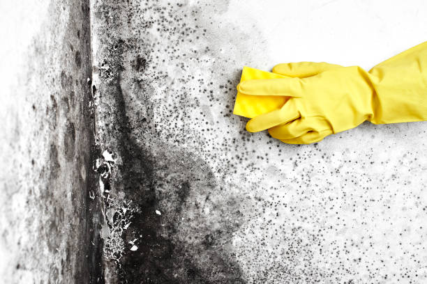 Best Emergency Mold Remediation  in Rancho Santa Margarita, CA